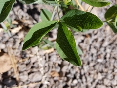Thermopsis montana