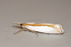Crambus girardellus