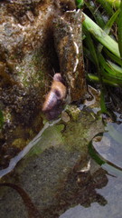 Pycnopodia helianthoides