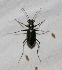 Eunota severa