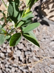 Thermopsis montana