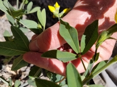 Thermopsis montana