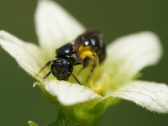Lasioglossum interruptum
