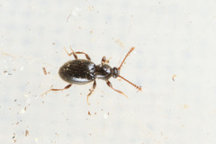 Stenichnus collaris