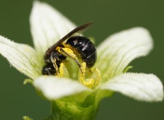 Lasioglossum interruptum