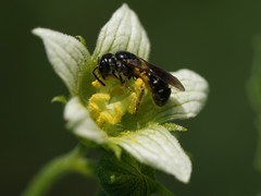 Lasioglossum interruptum