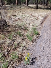 Thermopsis montana