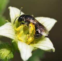 Lasioglossum interruptum