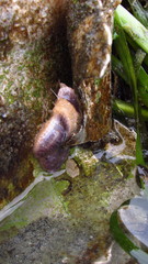 Pycnopodia helianthoides