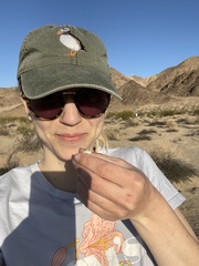 Urosaurus graciosus graciosus