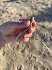 Urosaurus graciosus graciosus