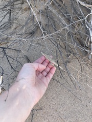 Urosaurus graciosus graciosus