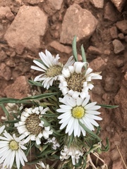 Townsendia grandiflora