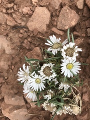 Townsendia grandiflora
