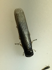 Cyrtotria
