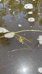 Nepoidea