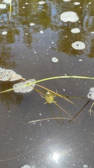 Nepoidea
