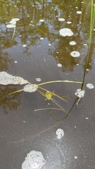 Nepoidea