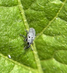 Trichobaris trinotata