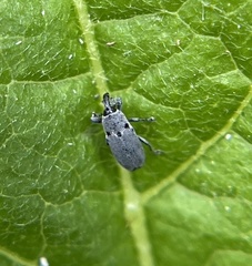 Trichobaris trinotata