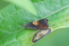 Dichrorampha bittana