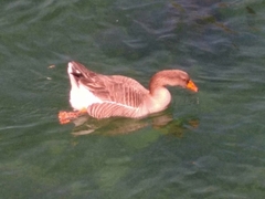Anser anser domesticus × anser cygnoides domesticus