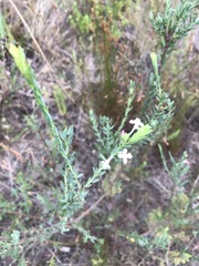 Struthiola myrsinites
