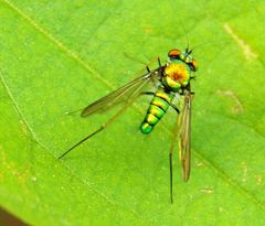 Condylostylus comatus