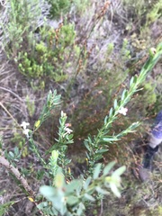Struthiola myrsinites