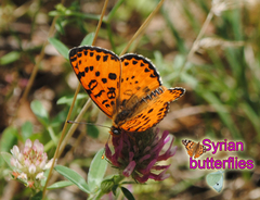 Melitaea didyma