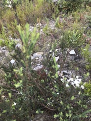 Struthiola myrsinites