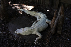 Alligator