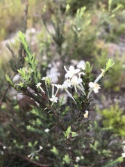 Struthiola myrsinites