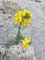 Erysimum perenne
