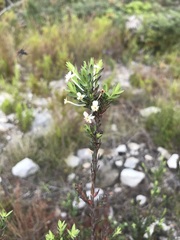 Struthiola myrsinites