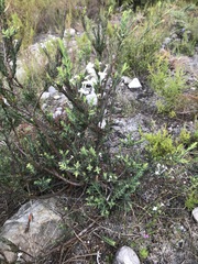 Struthiola myrsinites