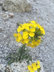 Erysimum perenne
