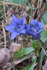 Gentiana acaulis