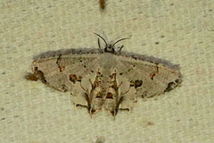 Dysaethria fulvihamata