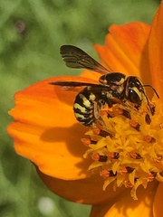 Dianthidium curvatum