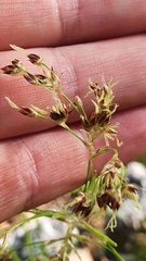 Luzula sylvatica sieberi