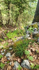 Luzula sylvatica sieberi