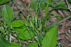 Carex leptonervia