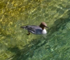 Mergus merganser