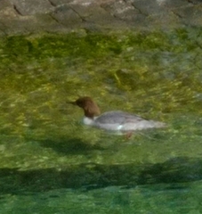 Mergus merganser