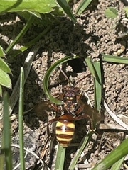 Nomada imbricata