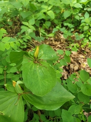 Trillium sessile