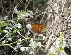Lycaena li