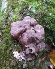 Reticularia intermedia