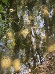 Salmo trutta